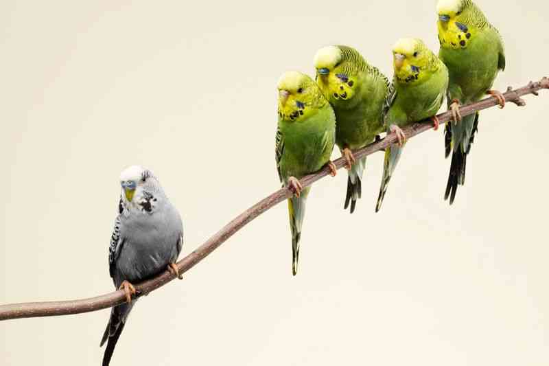 Grey budgie standing apart from green budgies in a branch.